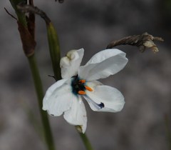 Aristea cantharophila