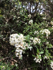 Viburnum obovatum