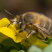 Hairy-footed Flower Bee - Photo (c) Alexis, some rights reserved (CC BY), uploaded by Alexis