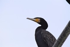 Phalacrocorax carbo