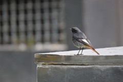 Phoenicurus ochruros