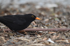 Turdus merula
