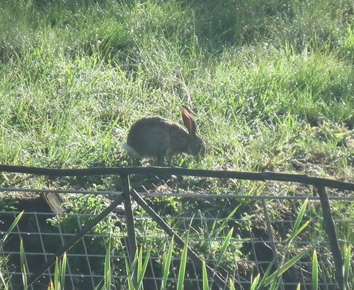 Lepus saxatilis