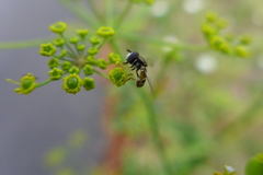 Paragus quadrifasciatus