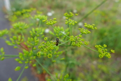 Paragus quadrifasciatus