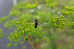 Paragus quadrifasciatus
