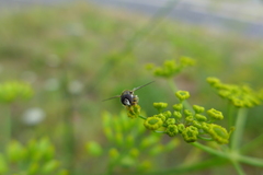 Paragus quadrifasciatus