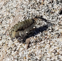 Megalorchestia pugettensis