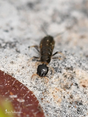 Nebriinae