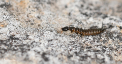 Nebriinae