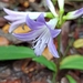 Griffinia itambensis - Photo (c) Franklin Logan,  זכויות יוצרים חלקיות (CC BY-NC), הועלה על ידי Franklin Logan