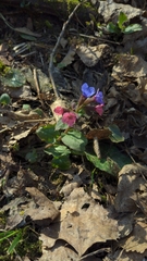 Pulmonaria officinalis