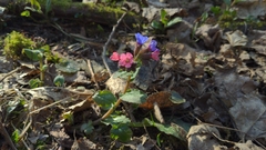 Pulmonaria officinalis
