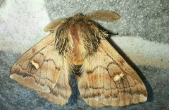 Ormiscodes amphimone