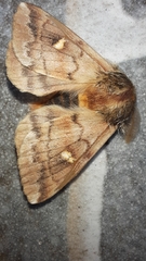 Ormiscodes amphimone