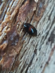 Clypastraea pulchella