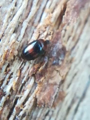 Clypastraea pulchella