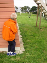 Porphyrio hochstetteri