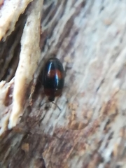 Clypastraea pulchella