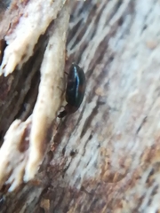 Clypastraea pulchella