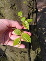 Carpinus betulus