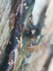 Clypastraea pulchella