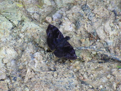 Ebrietas