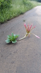 Crinum stuhlmannii delagoense