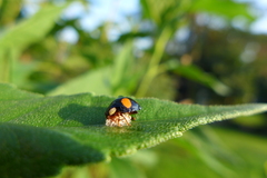 Dinocampus coccinellae paralysis virus
