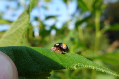Dinocampus coccinellae paralysis virus
