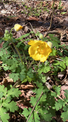 Stylophorum diphyllum