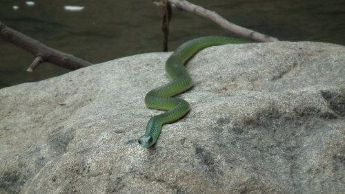 Philothamnus occidentalis