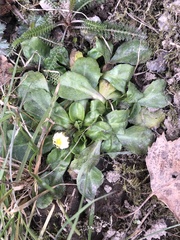 Bellis perennis