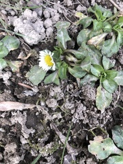 Bellis perennis