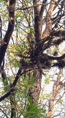 Tillandsia circinnatioides