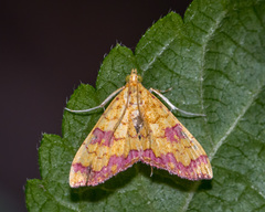 Isocentris filalis