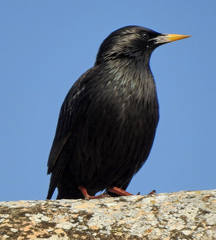 Sturnus unicolor