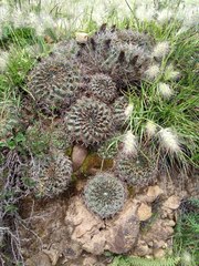 Lobivia cinnabarina