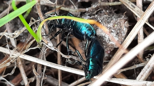 Photo of Blue Shield Bug (Zicrona caerulea)
