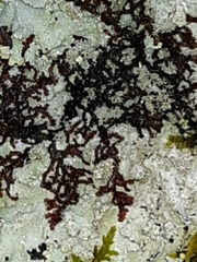 Frullania tamarisci