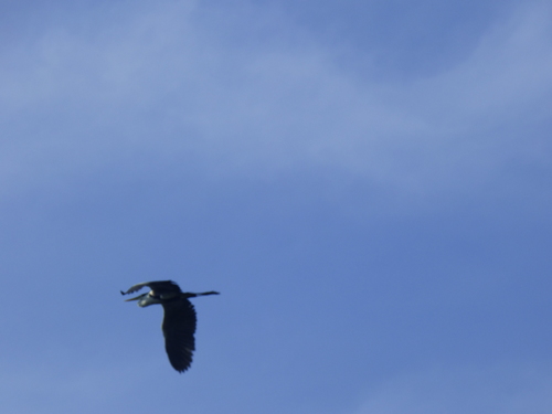 Ardea cocoi