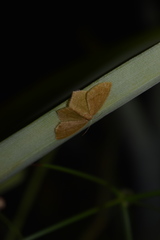 Thalera pistasciaria