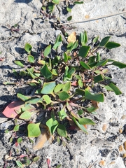 Lepidium cartilagineum