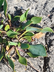 Lepidium cartilagineum