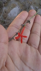 Anisacanthus quadrifidus