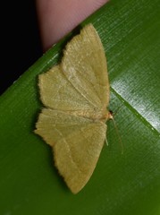 Thalera pistasciaria