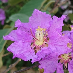 Lagerstroemia macrocarpa