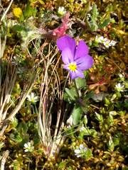 Viola tricolor curtisii