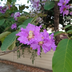 Lagerstroemia macrocarpa
