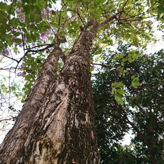 Lagerstroemia macrocarpa